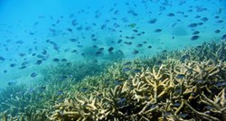 Novi morski toplinski val prijeti australskom koraljnom grebenu