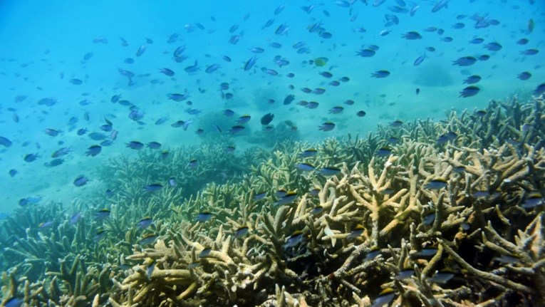 Novi morski toplinski val prijeti australskom koraljnom grebenu: "Izgleda strašno"