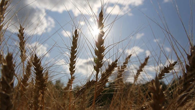 Ukrajina je ove godine izvezla više žitarica nego cijele prošle