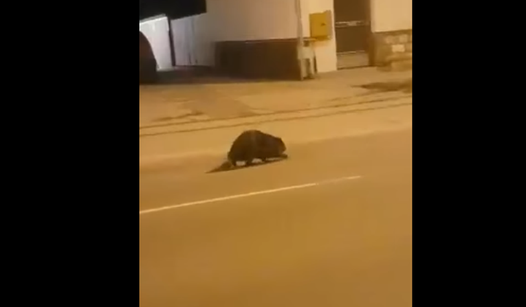 Osječane iznenadio prizor snimljen na ulici, prepoznajete koja je ovo životinja?