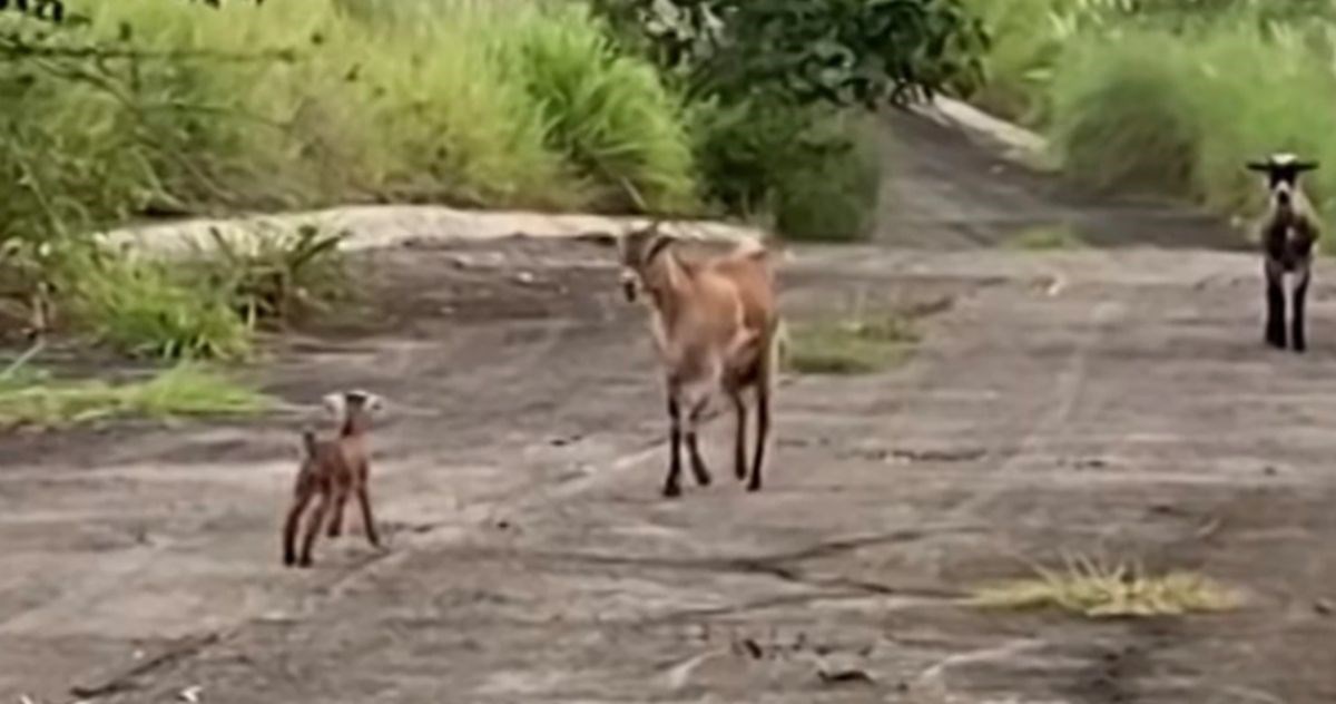 VIDEO Susret mame koze i izgubljenog jareta najslađe je što ćete danas vidjeti