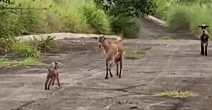 VIDEO Susret mame koze i izgubljenog jareta najslađe je što ćete danas vidjeti