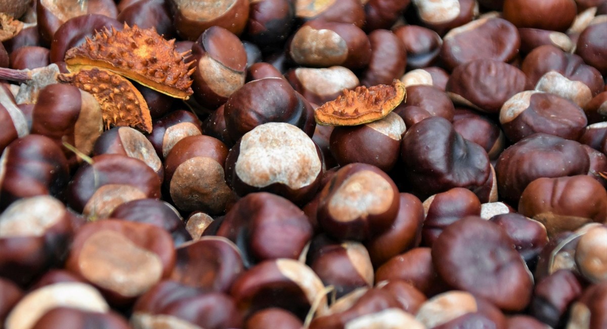 Idete na Kestenijadu ovaj vikend? Evo što vas sve čeka i kako je organizirano