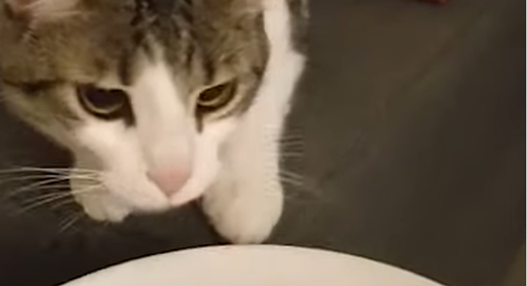 Svaka mačka bi je pojela, a ova maca čini nešto prečudno kad vidi hranu vlasnika