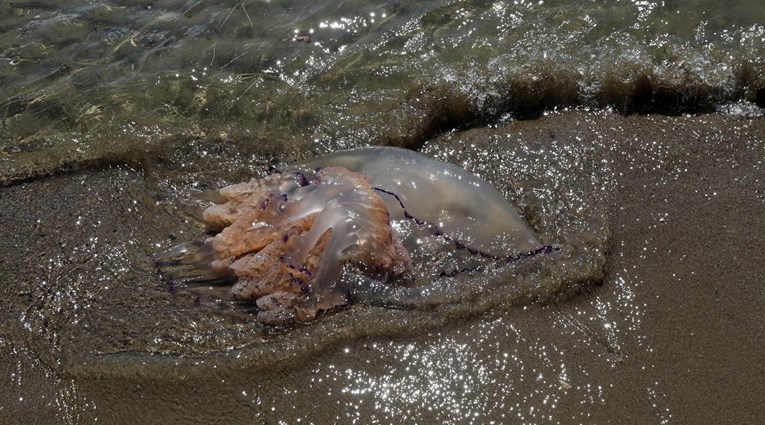 Objavljena karta rasprostranjenosti meduza u Istri od početka srpnja