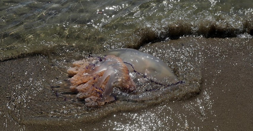 Objavljena karta rasprostranjenosti meduza u Istri od početka srpnja