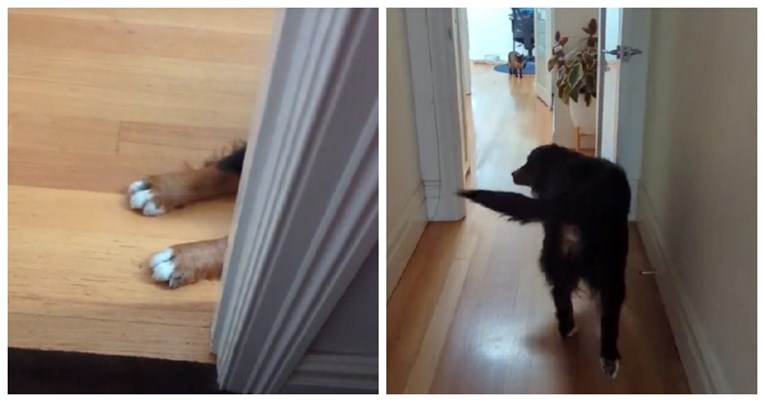 Vlasnica pokazala što njezina kujica radi svakog jutra: "To je najbolji dio mog dana"