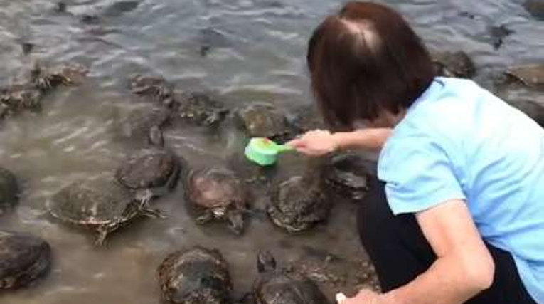 Žena počela četkati kornjaču u botaničkom vrtu, a onda se dogodilo nešto čudesno