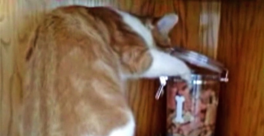 Mačka ukrala keks iz staklenke, ali pas ju je opljačkao. Video je urnebesan