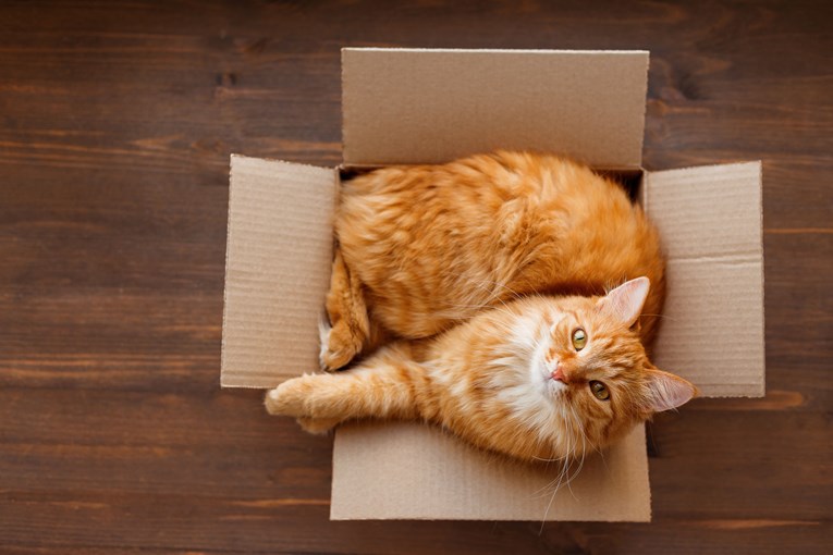 Nizozemski znanstvenici otkrili zašto se mačke vole zavlačiti u kutije