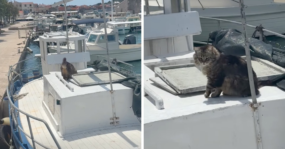 Neki kažu da mačke ne vole more, ovaj mačak s Murtera dokazao je suprotno