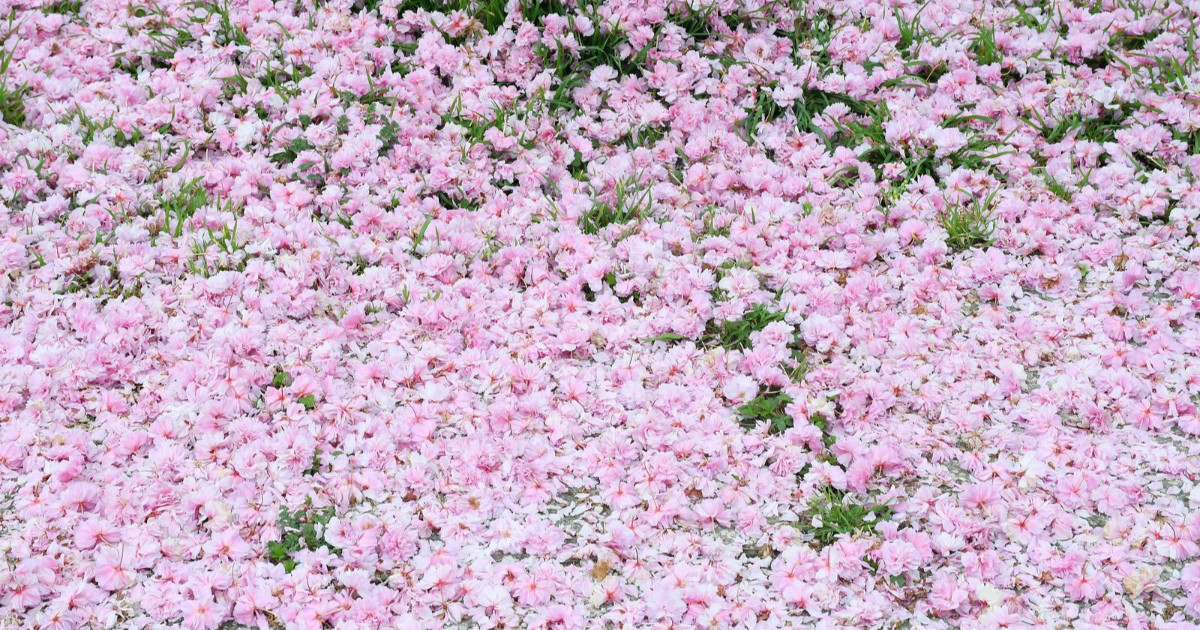 Fotka dana: "Tepih" od cvjetova japanske trešnje na pločniku u Sisku