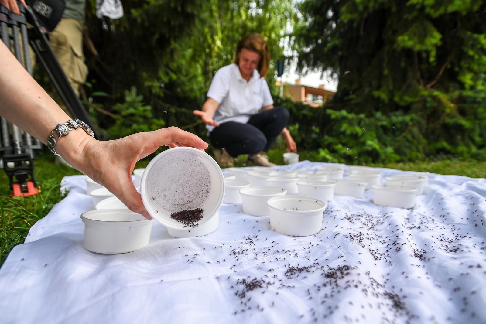 Kakvi su to sterilni komarci iz laboratorija koji se puštaju u Zagrebu