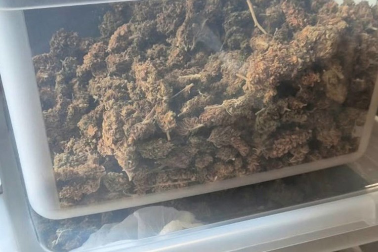 U podrumu kuće u Konavlima uzgajao marihuanu. Završio je u pritvoru