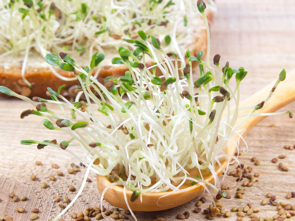 Zbog moguće kontaminacije bakterijom povlače se klice rotkvice