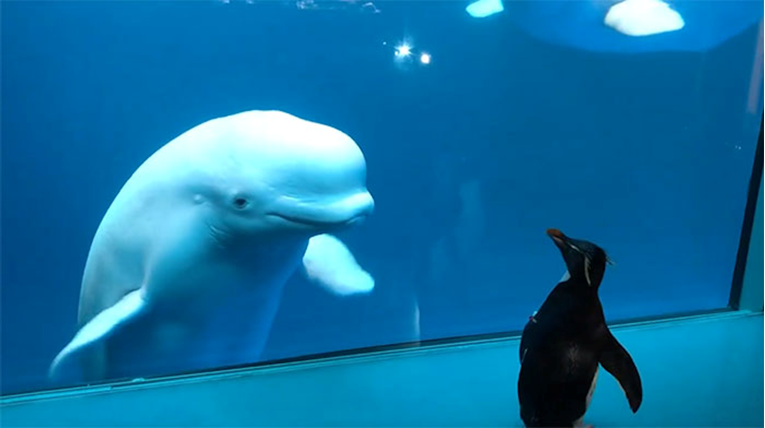 Beluga kitovi oduševljeni posjetom pingvina, njihovo upoznavanje raznježilo je svijet