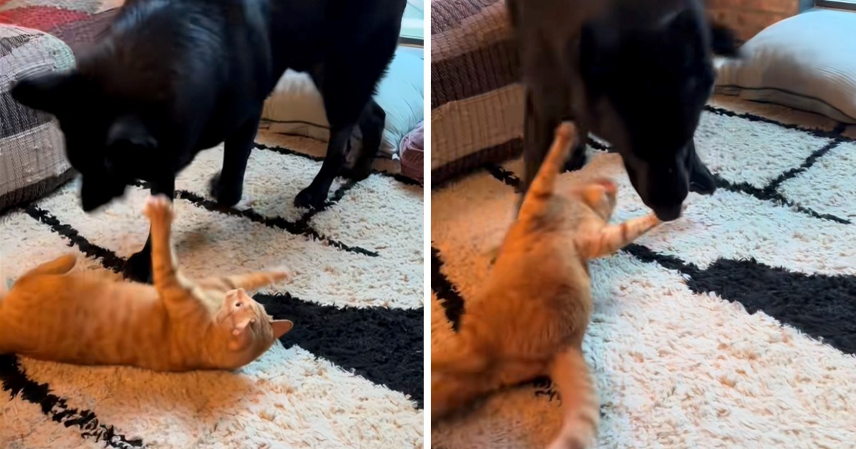 Ljudi oduševljeni igrom nerazdvojne mačke i psa, pišu: "Pravi prijatelji"