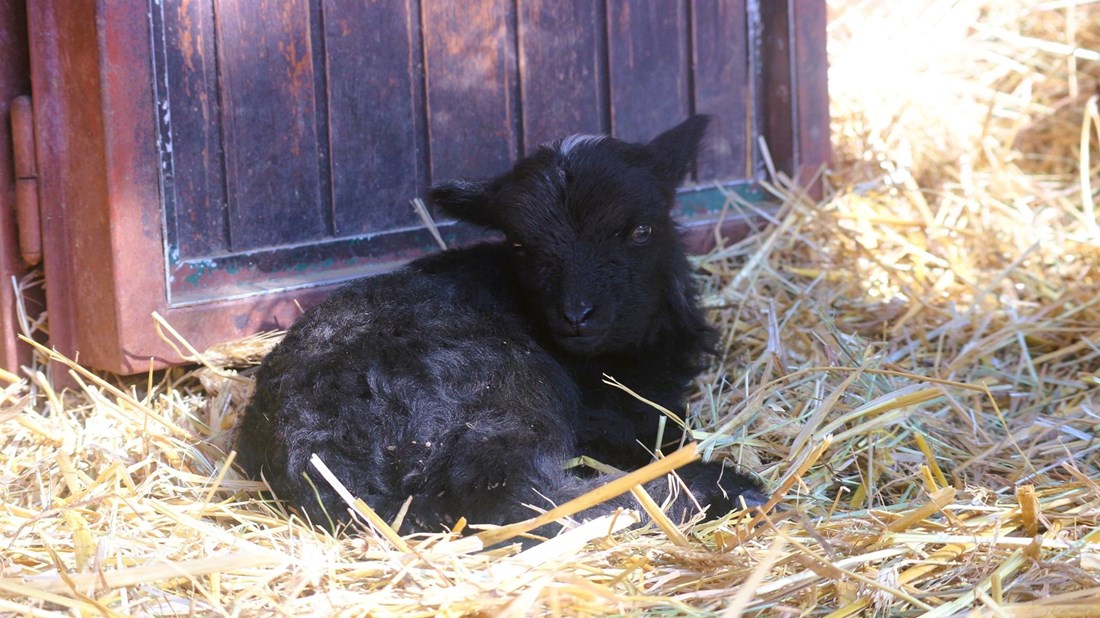 Točkica je nova zvijezda Dječjeg ZOO-a u Zagrebu