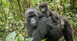 Poput ljudi, gorile stvaraju složene zajednice