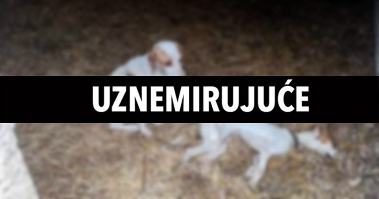 Izgladnjeli pas pronađen u Kninu pored brata koji je uginuo od gladi