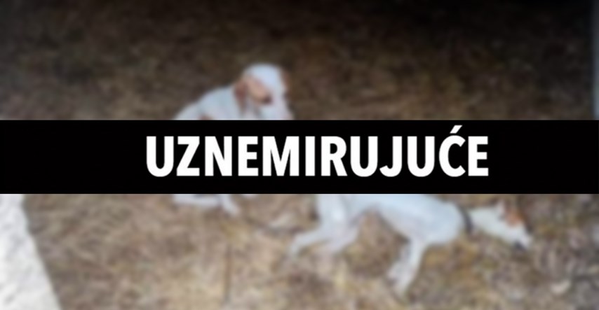 Izgladnjeli pas pronađen u Kninu pored brata koji je uginuo od gladi