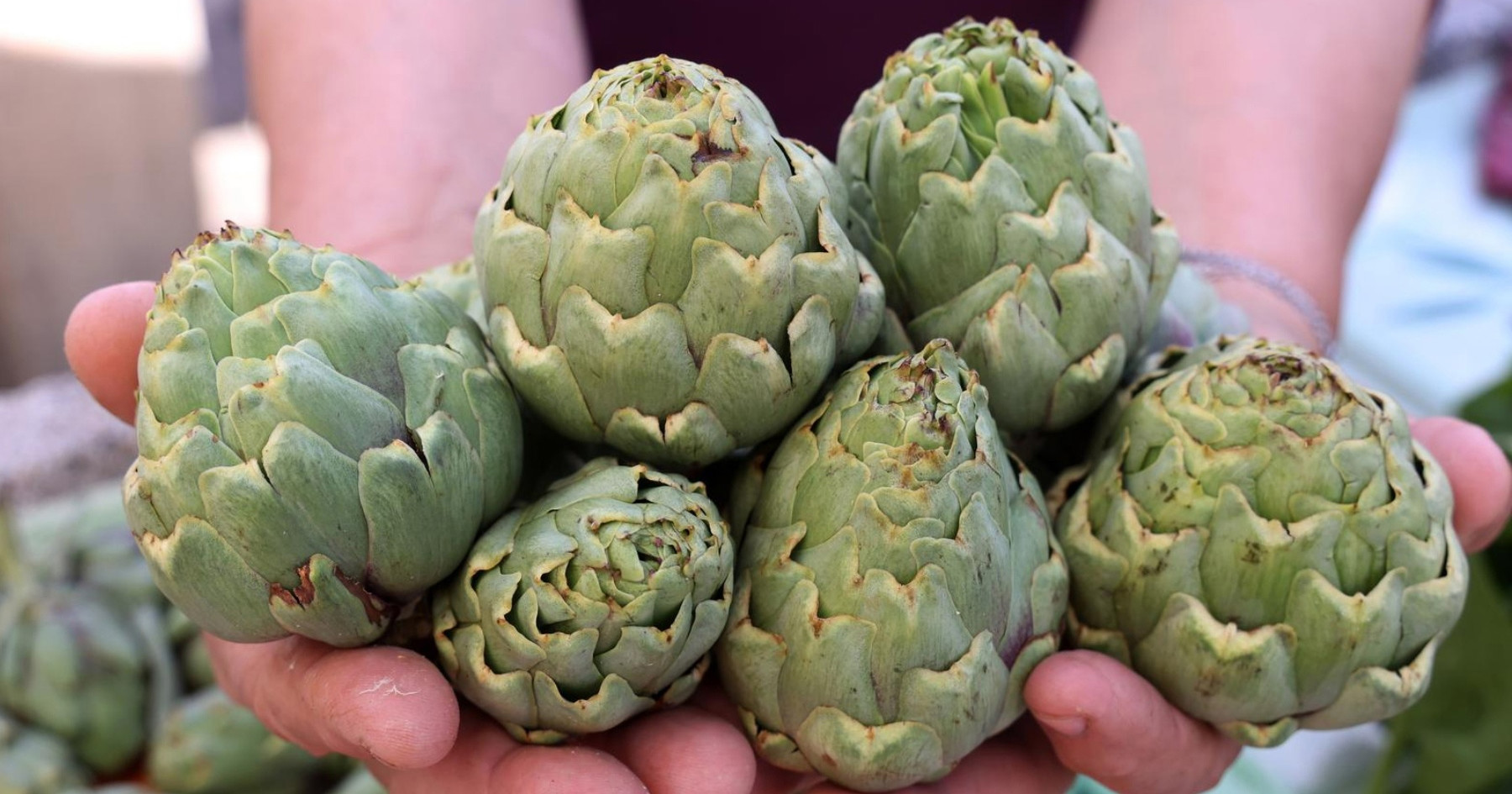 Na šibensku tržnicu stigle prve artičoke, pogledajte cijenu