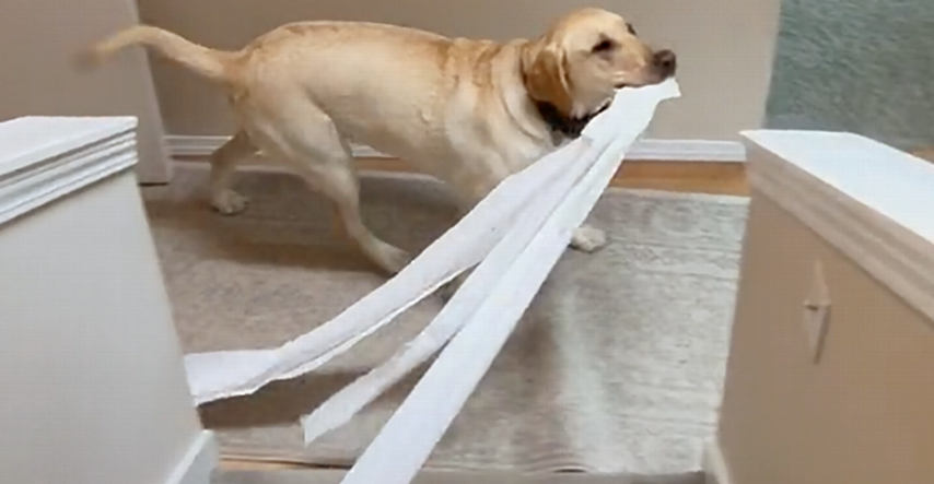 Labrador razvukao čitavu rolu WC papira po kući, ljudi su ostali u čudu
