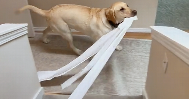 Labrador razvukao čitavu rolu WC papira po kući, ljudi su ostali u čudu