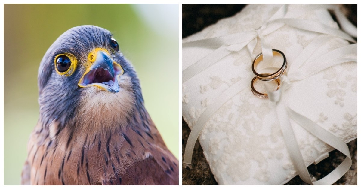 Novi trend među mladencima: Umjesto djece prstenje donose ptice grabljivice