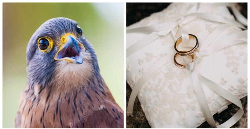 Novi trend među mladencima: Umjesto djece prstenje donose ptice grabljivice