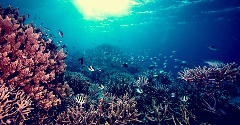 Hoće li Veliki koraljni greben završiti na UNESCO-ovu popisu ugroženih lokacija?