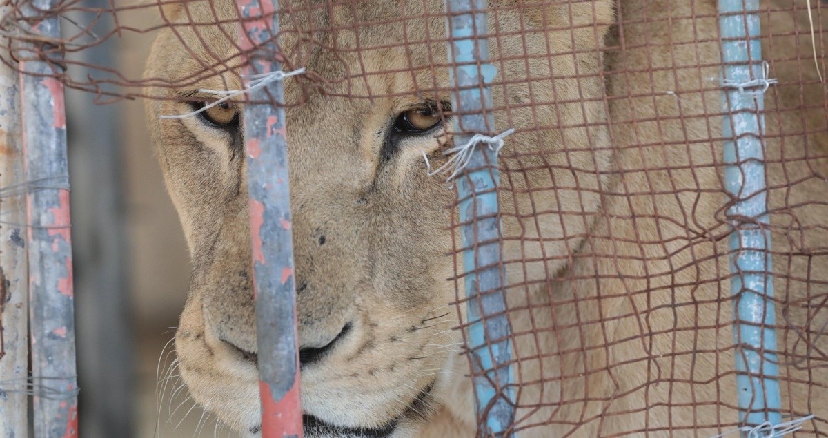 Lav ubio dječaka (6) u zoološkom vrtu u Pojasu Gaze