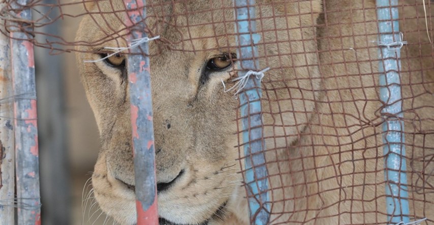 Lav ubio dječaka (6) u zoološkom vrtu u Pojasu Gaze