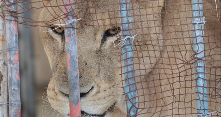 Lav ubio dječaka (6) u zoološkom vrtu u Pojasu Gaze