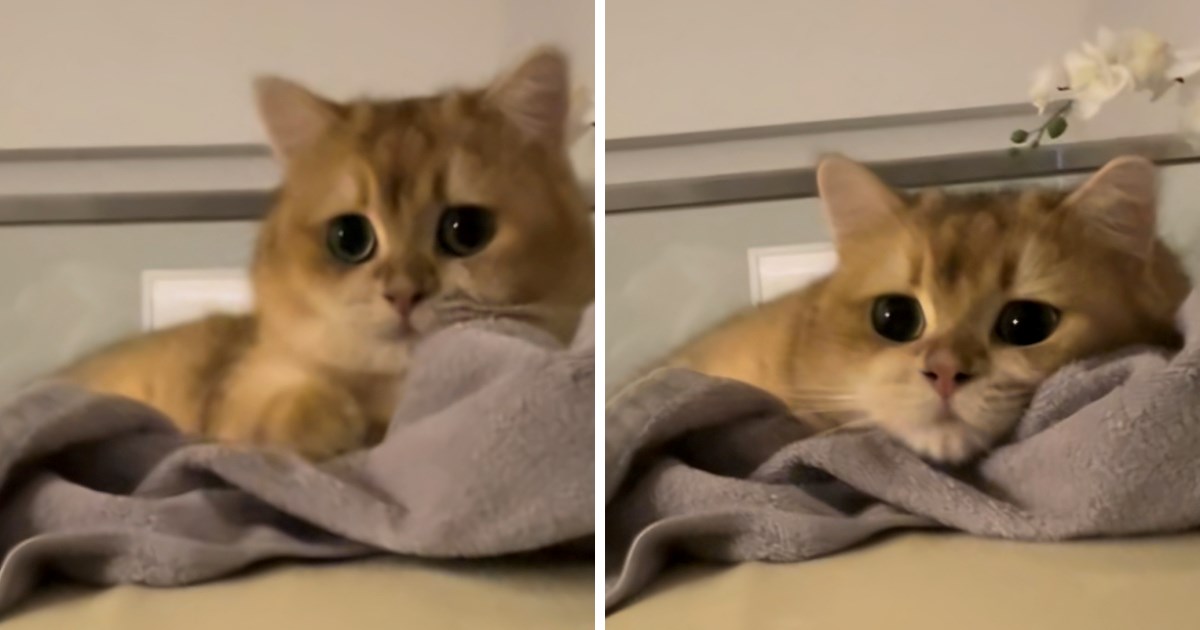 Mačka čula da neće dobiti drugu večeru, njezina reakcija topi srca