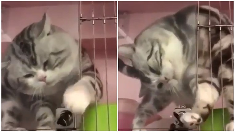 Snimka mačke koja otključava kavez postala hit, pogledalo je 150 tisuća ljudi