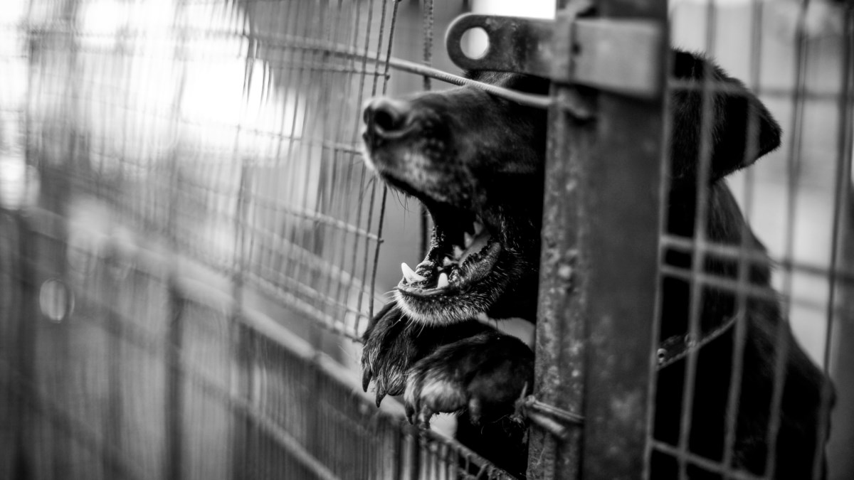 Ova žena se panično bojala pasa, a onda se dogodilo nešto nevjerojatno