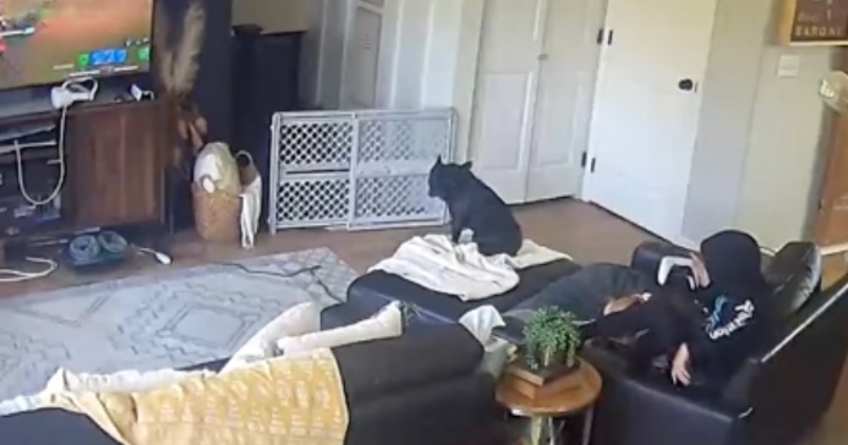 Kujica se okotila kraj dječaka u fotelji, video je postao viralan
