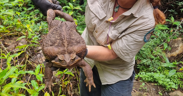 U Australiji pronađena rekordno velika žaba krastača, teška je 2.7 kilograma