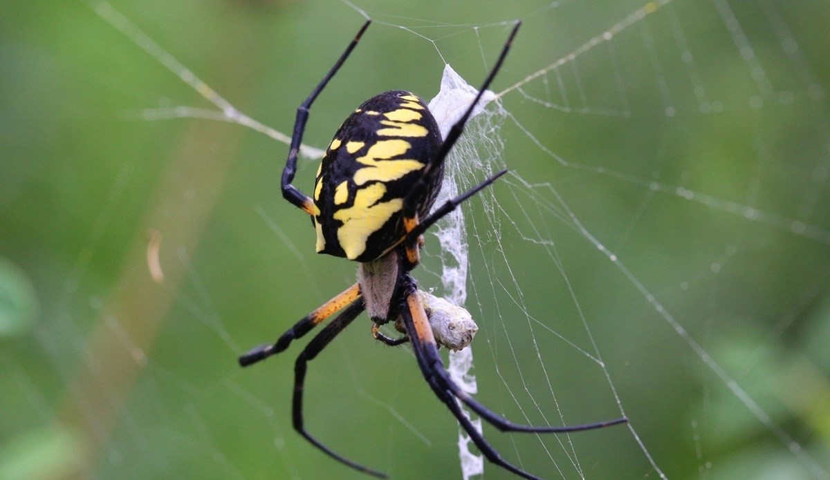 VIDEO Golemi otrovni pauci šire se SAD-om. Noge su im duge 10 cm i mogu letjeti