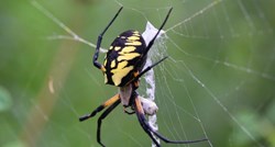 VIDEO Golemi otrovni pauci šire se SAD-om. Noge su im duge 10 cm i mogu letjeti