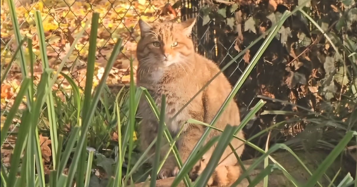 Izašao iz sjene: Zagrebački divlji mačak nije mogao odoljeti jesenjem suncu