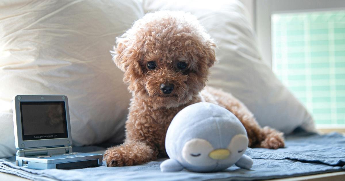 Veterinarka otkrila pet pasmina pasa koje žive najduže