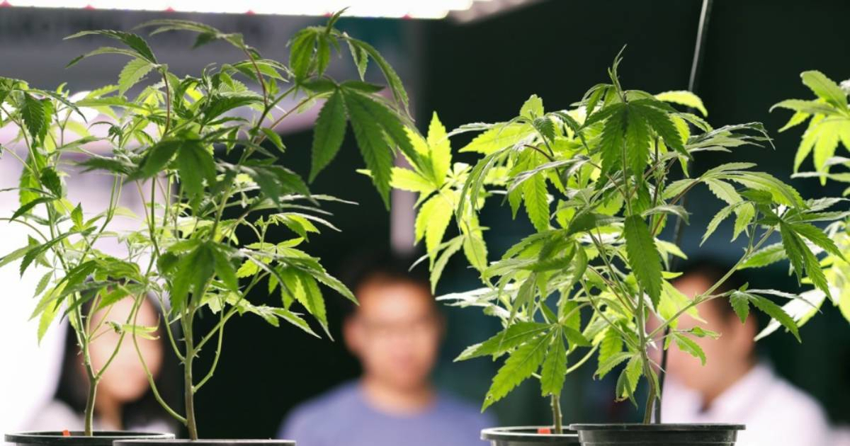 Bivši srpski nogometaš ide u zatvor na pet godina zbog uzgoja marihuane