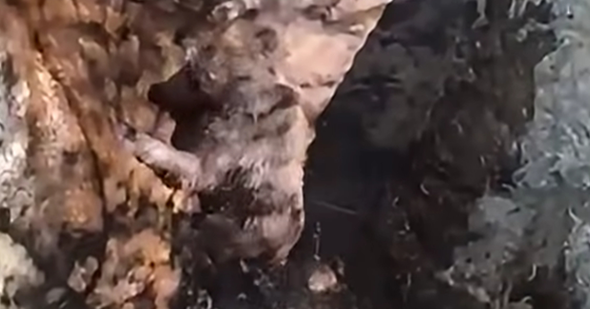 VIDEO Lovci izvukli medvjedića iz jame kod Mostara