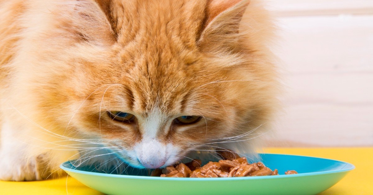 Hidracija kod mačaka: Piju li dovoljno i kako im pomoći da unose dovoljno tekućine?