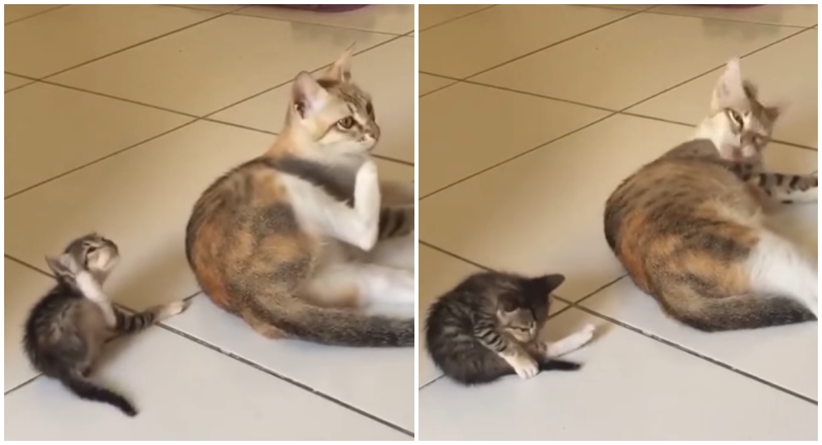 Mačić u svemu oponaša svoju majku, snimka je hit na internetu