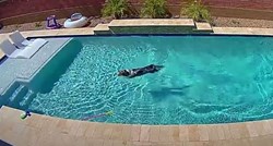 Kamera snimila što pas radi kad je sam kod kuće, ljudi se šale: Uživa u životu