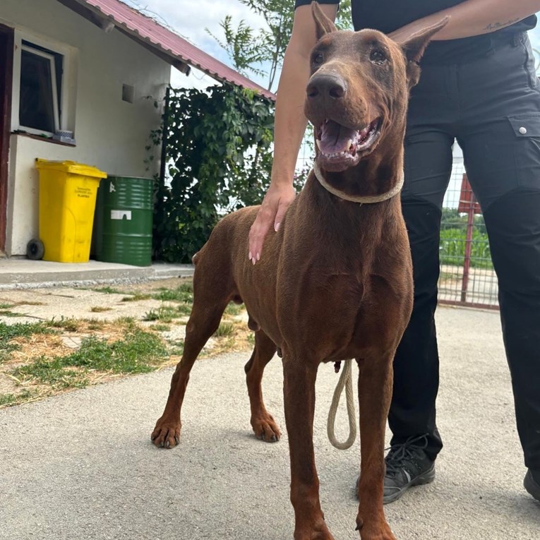 Vlasnica je napustila kuću, a Tysona ostavila vezanog lancem u praznom dvorištu