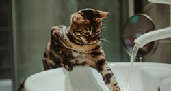 Postoje li mačke koje vole vodu? Odgovor bi vas mogao iznenaditi